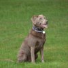 hundetreffen 03.09.2016 586